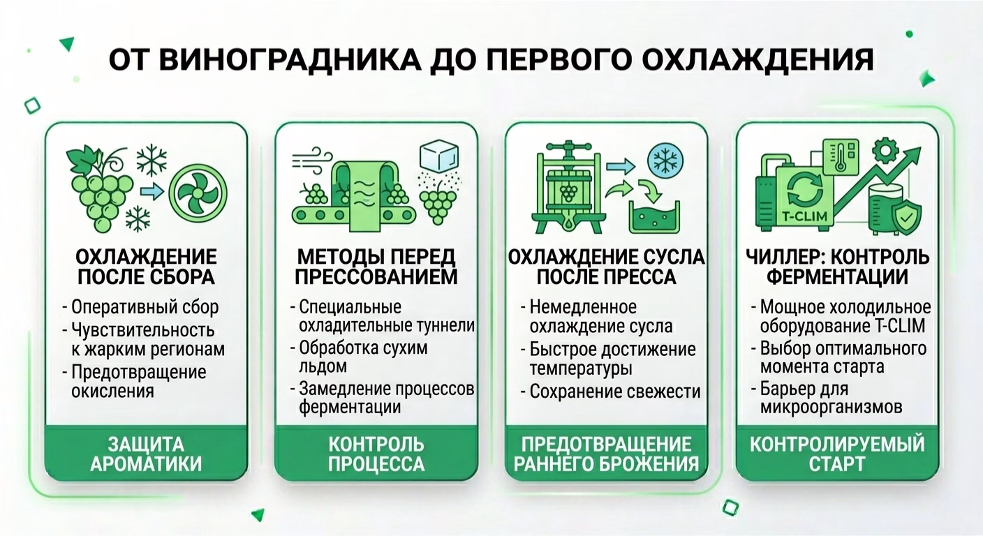 От виноградника до первого охлаждения